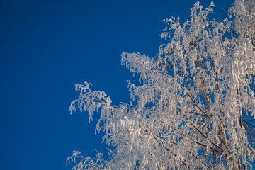 Wall Mural - Winter landscape in a quiet Karelian forest.