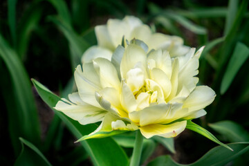 Wall Mural - White Exotic Emperor tulip, USA