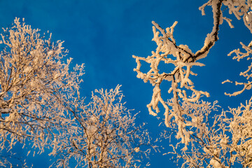 Wall Mural - Snow-covered tree branches. Winter forest. 