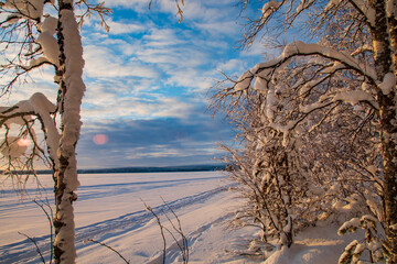 Wall Mural - Snow-covered tree branches. Winter forest. 