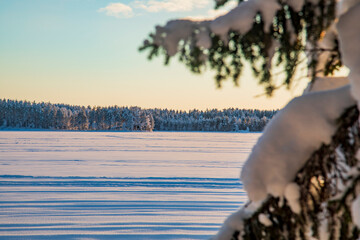 Wall Mural - Snow-covered tree branches. Winter forest. 