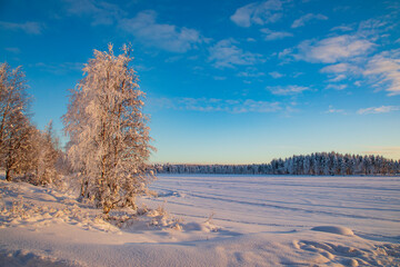 Wall Mural - Winter landscape in a quiet Karelian forest.