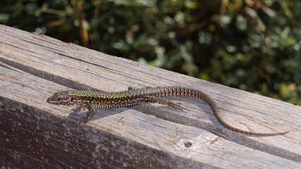 Wall Mural - European common lizard on a wooden fence