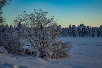 Wall Mural - Snow-covered tree branches. Winter forest. 