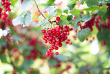 Fototapeta Storczyk - Branch of ripe red currant in a garden