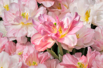 Wall Mural - Double early pink tulips