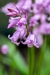 Canvas Print - English wood hyacinth, USA