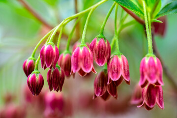 Poster - Mountain azalea, USA