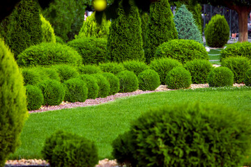 Wall Mural - spring plants green grass with cut bushes shape design sprinkled with natural stone mulching in a park with plants on a spring day, nobody.