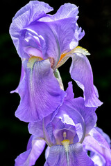 Canvas Print - Bearded Iris, USA