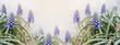 Blue muscari flowers floral spring banner