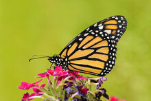 Beautiful Monarch Butterfly On Top Of Pink Verbena Flowers With Sunny Green Summer Background
