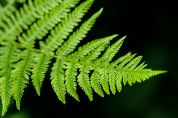 Canvas Print - Fern, USA