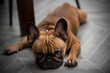 © Svetlana - French bulldog lying on the floor and looking at camera. Indoor