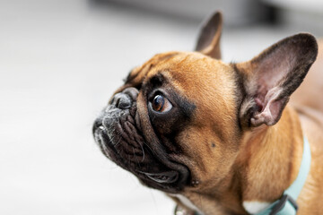  Side view of French bulldog standing and looking away