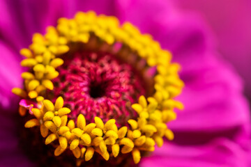 Sticker - Pink zinnia, USA.