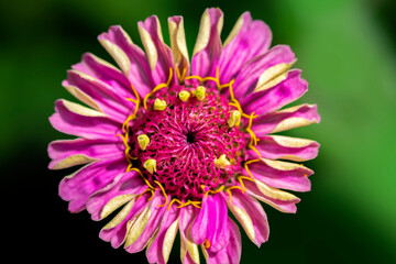 Canvas Print - Pink zinnia, USA.