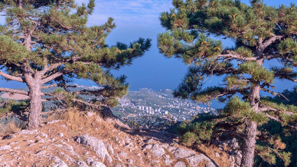 Wall Mural - top view through the crowns of mountain pines on the resort town against the background of the blue sea and sky