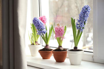 Beautiful hyacinth flowers in pots on window sill indoors