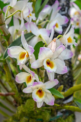 Sticker - Dendrobium Orchid