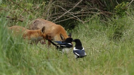 Wall Mural - A vixen Red Fox, Vulpes vulpes, and her cute cubs, are feeding at the entrance to their den.