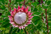 King Protea Flower