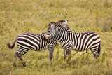 Fototapeta Sawanna - African zebras at beautiful landscape in the Ngorongoro National Park. Tanzania. Wild nature of Africa..