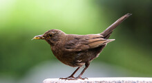 Blackbird Female Bird Observing Sitting On Stone. Black Brown Blackbird Songbird Sitting And Eating Insect On Rock With Out Of Focus Green Bokeh Background. Bird Profile Portrait Wildlife Scene.