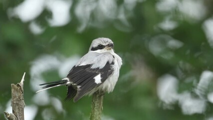 Wall Mural - A magnificent rare Great Grey Shrike, Lanius excubitor, perching on the tip of a branch on a dark, windy, rainy day. It is looking around for food to capture and eat.