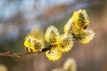 Young Fluffy Yellow Buds On Willow Twigs. Nature Macro Photography