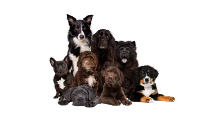 Wall Mural - group of eight dogs looking at camera