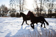 Zwei wunderschöne. schwarze Friesen Pferde rennen auf dem Feld im Schnee, freuen sich und toben