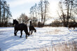 Zwei schwarze Friesen Pferde toben im Schnee auf dem Feld, haben Spaß