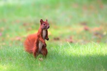 Red Squirrel On Green Grass. Cute Eurasian Red Squirrel (Sciurus Vulgaris) Standing On Its Feet On Green Grass Park With Blurred Out Of Focus Background On Sunny Summer Day.