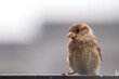 © fewerton - Sparrow bird perched sitting on fence. House sparrow songbird (Passer domesticus) sitting and singing on metal fence close up photo with out of focus grey simple background. Bird wildlife scene.