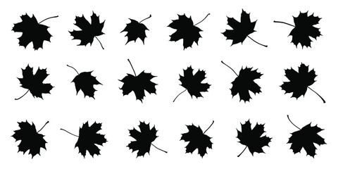 Wall Mural - various maple sugar leaf silhouettes on the white background