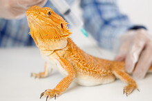 The Doctor Veterinarian Herpetologist Makes A Syringe Injection Inoculation Of A Bearded Dragon (Agama Orange Lizard).