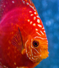 Freshwater tropical discus, Rafflesia Discus.