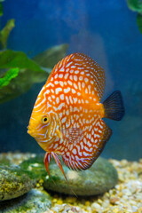 Wall Mural - Freshwater tropical discus, Checkerboard Pigeon Discus.