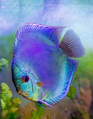 Wall Mural - Freshwater tropical discus, Reflection D Cross Blue Discus.