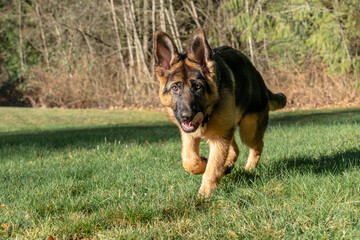 Poster - Issaquah, Washington State, USA. Four month old German Shepherd puppy walking in his large backyard. 