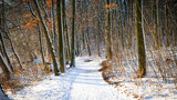 Leśna ścieżka zimą
