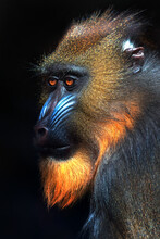 Portrait Of A Young Male Mandrill