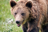Fototapeta Maki - Close up photo of a wild big Brown Bear in natural habitat. Big brown bear (Ursus arctos) in the forest