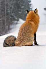 Sticker - Fox in Winter