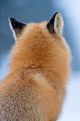 Sticker - Fox in Winter