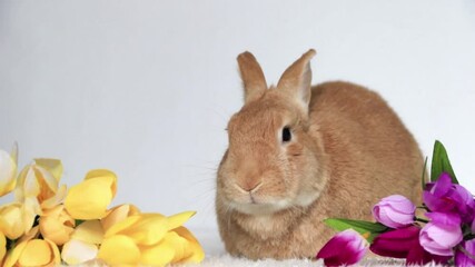 Poster - Rufus Rabbit moving mouth very cute funny next to tulips light background