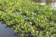 Water hyacinth (Eichhornia crassipes) green leaves floating and moving on water surface in the canal of Thailand closeup.