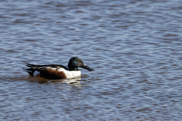 Wall Mural - Northern Shoveler in a Lake