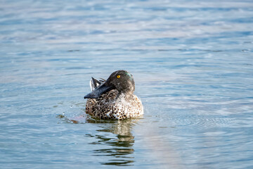 Wall Mural - Northern Shoveler on a Lake